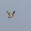 Rough-legged Buzzard